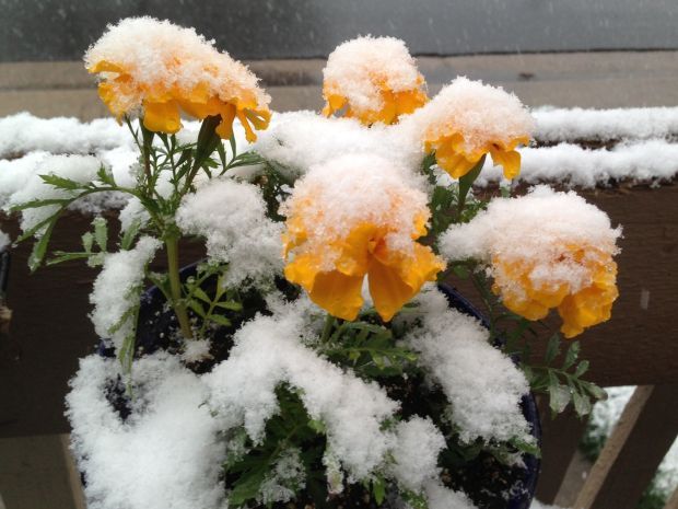 Spring Storm